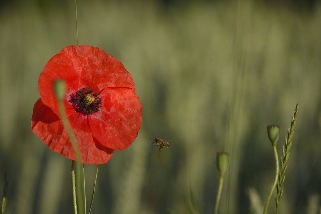 Abeille et coquelicot