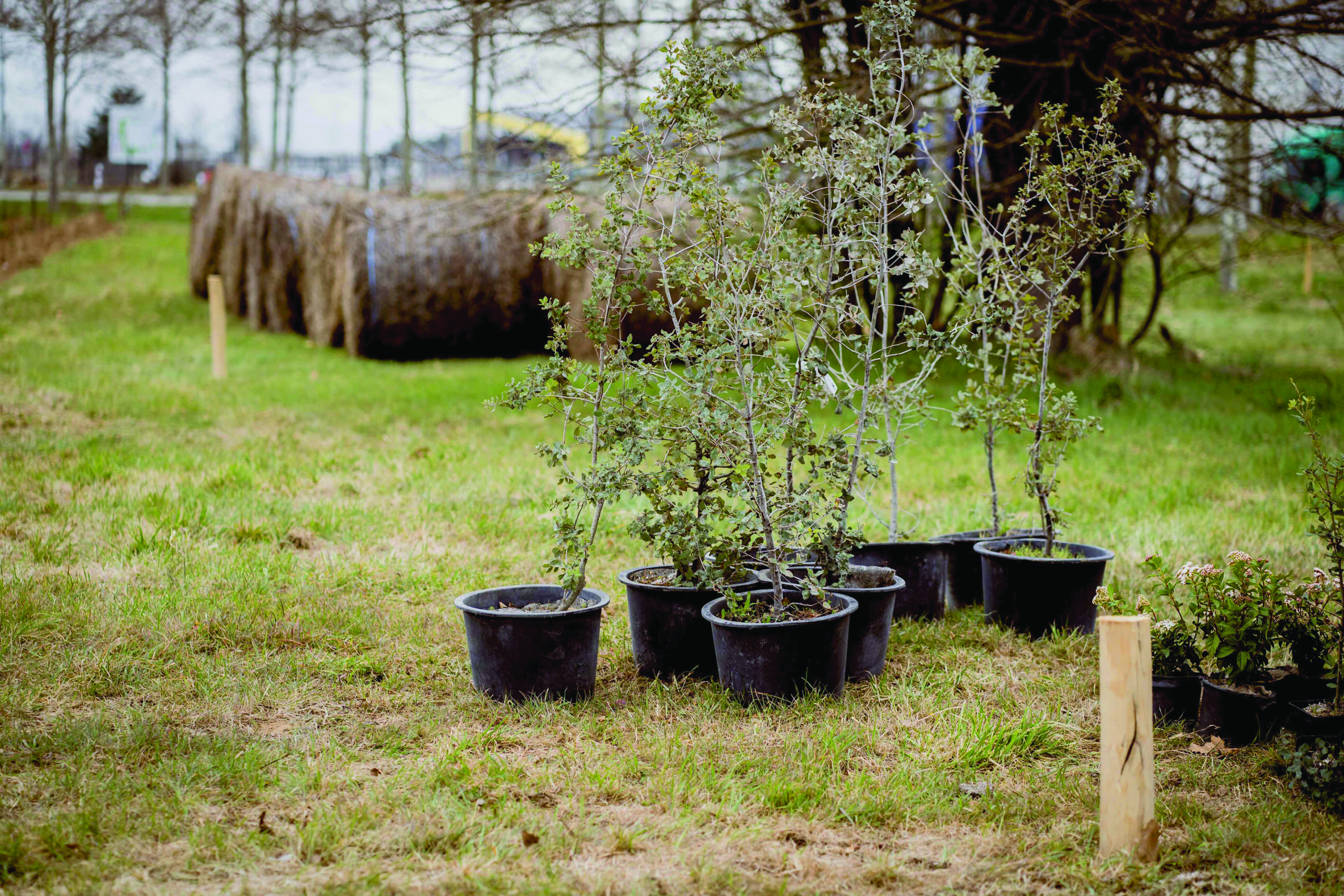 Jeunes plants d'arbres